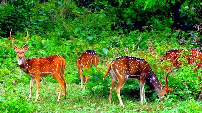 Anamalai Wildlife Sanctuary-This sanctuary is situated at an altitude of 1,400 metres in the western ghats near Pollachi. The area of the sanctuary is 958 Sq. Kms. It has various kinds of exotic fauna like elephant, gaur, tiger, panther, sloth bear, pangolin, black headed oriole, green pigeon and civet cat.