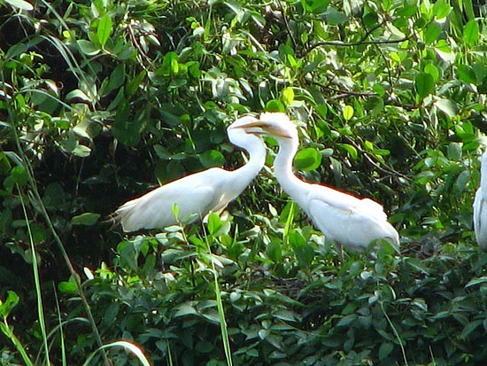 Kumarakom Bird Sanctuary - Migratory birds, including Siberian stork and local birds such as Egret, Teal, Water duck, and Cuckoo, are the major fascination here. 